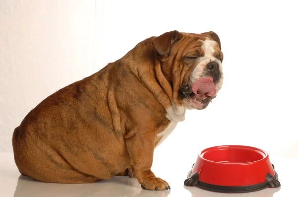 Σκύλος και τροφίμων μπολ — Φωτογραφία Αρχείου