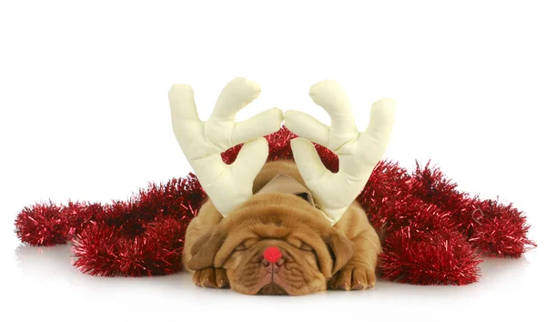 Christmas puppy — Stock Image Christmas puppy Stock Photo