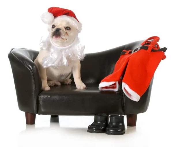 Christmas dog Stock Image