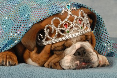 İngilizce Bulldog