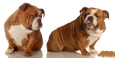 köpek maması savunarak iki İngilizce bulldogs