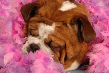İngilizce bulldog uyku pembe tüy çevrili.