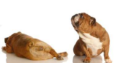 english bulldog sniffing up in the air at another dogs backside clipart