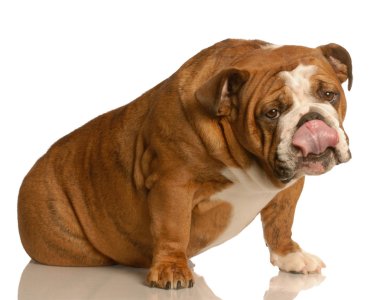 İngilizce bulldog yalama dudaklar