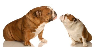 sevgi için uzanarak iki İngiliz bulldog