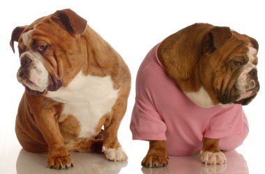 birbirlerine sırtlarını bir tartışmaya ile iki İngiliz bulldog