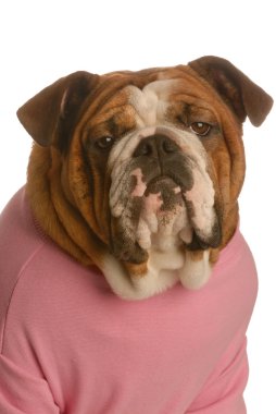 İngilizce bulldog giymiş pembe portre gömlek