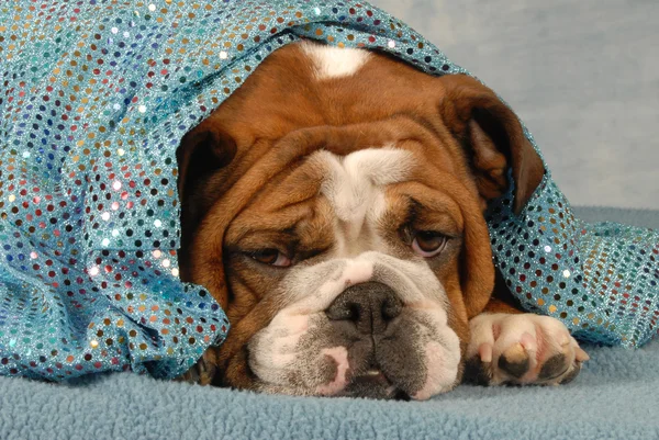 Bulldog inglés descansando bajo una manta azul chispeante —  Fotos de Stock