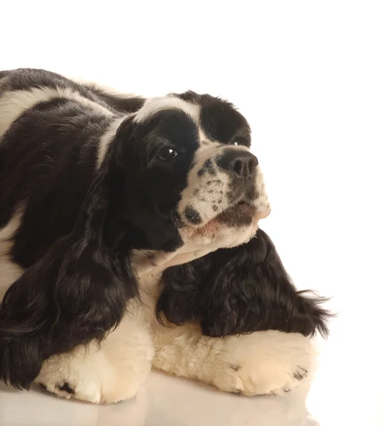 Americano cocker spaniel cachorro abajo en pose juguetona — Foto de Stock