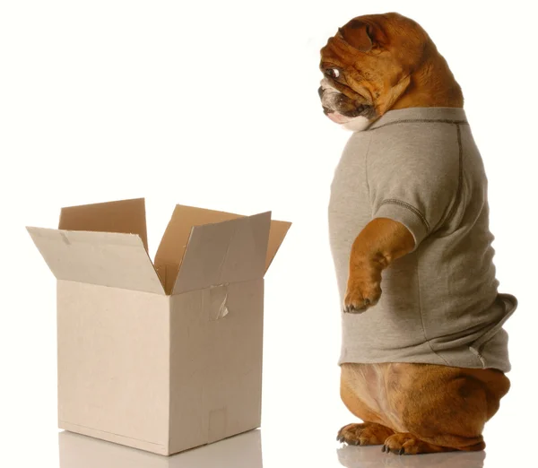 Bulldog inglés de pie mirando hacia abajo en la caja de cartón —  Fotos de Stock