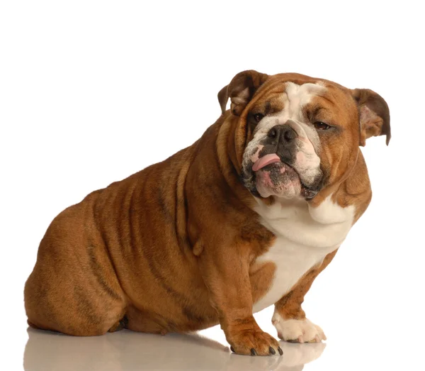 Bulldog inglese dando qualche atteggiamento davvero male — Foto Stock