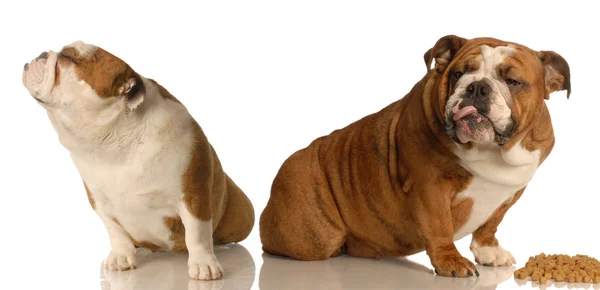 Two english bulldogs arguing over dog food — Stock Photo, Image