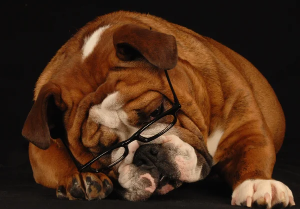 Englische Bulldogge mit Brille — Stockfoto