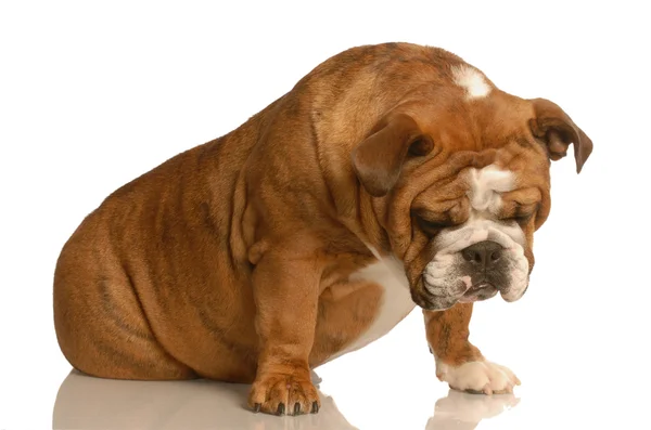 Sad or depressed english bulldog — Stock Photo, Image