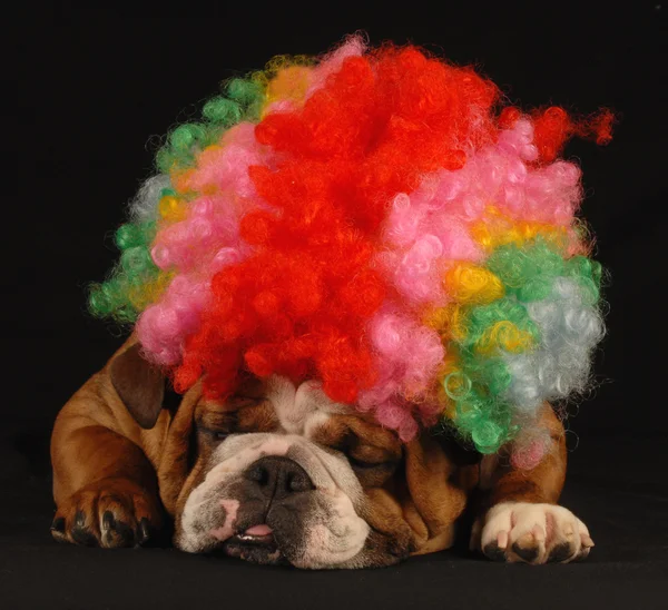 Bouledogue anglais habillé avec perruque de clown — Photo