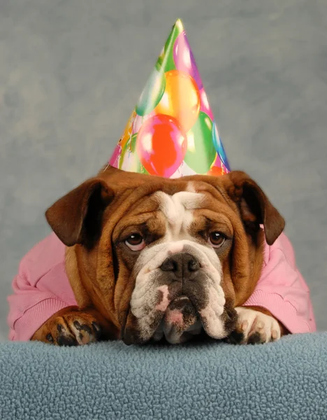 Bulldog inglés vestido de suéter rosa y sombrero de cumpleaños —  Fotos de Stock