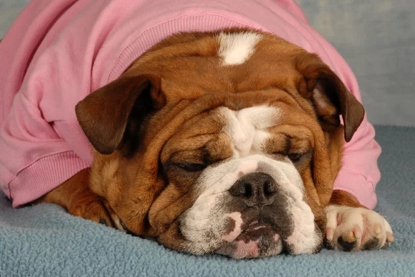 Englische Bulldogge legt sich mit süßem Gesichtsausdruck in rosa Sweatsuit — Stockfoto