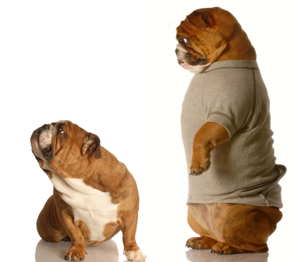 Two bulldogs fighting - concept of arguing with a parent — Stock Photo, Image