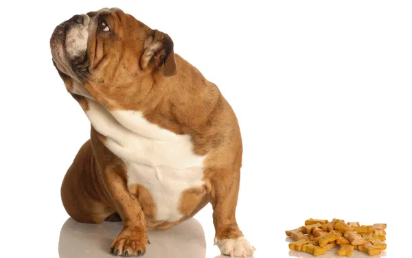 English bulldog turning her nose up at large pile of dog bones — Stock Photo, Image