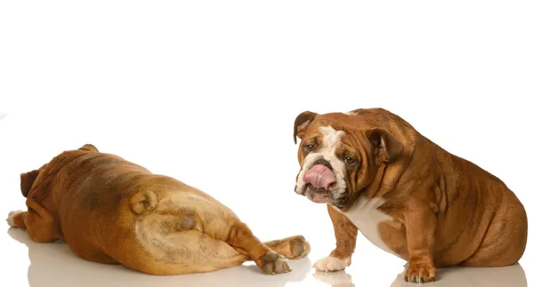 Um cão desfrutando os cheiros de outro cão traseiro — Fotografia de Stock