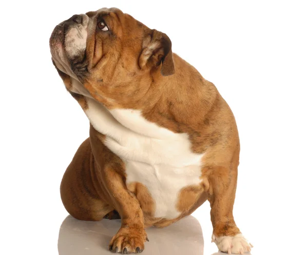 Englische Bulldogge, die auf dem Boden sitzt und den Betrachter ignoriert — Stockfoto