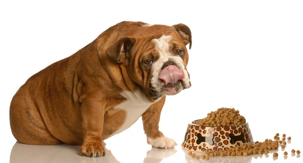 English bulldog licking lips — Stock Photo, Image