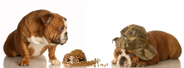 Engels bulldog op zoek op als een andere hond eet — Stockfoto