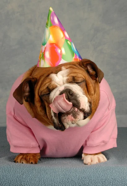 Bulldog inglês com camisa rosa e chapéu de aniversário com língua saindo — Fotografia de Stock