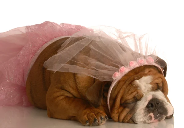 Bulldog inglés disfrazado de bailarina en un tutú rosa — Foto de Stock