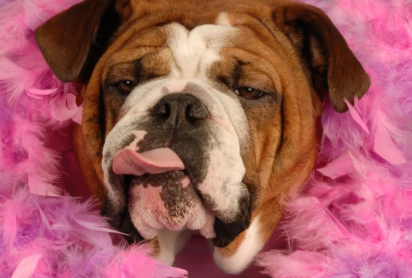 Bortskämda engelska bulldog ger några allvarliga attityd omgiven av rosa fjädrar — Stockfoto