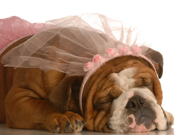 English bulldog dressed up as a ballerina in a pink tutu sleeping — Zdjęcie stockowe