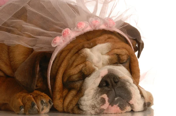 Englische Bulldogge mit rosa Schleier — Stockfoto