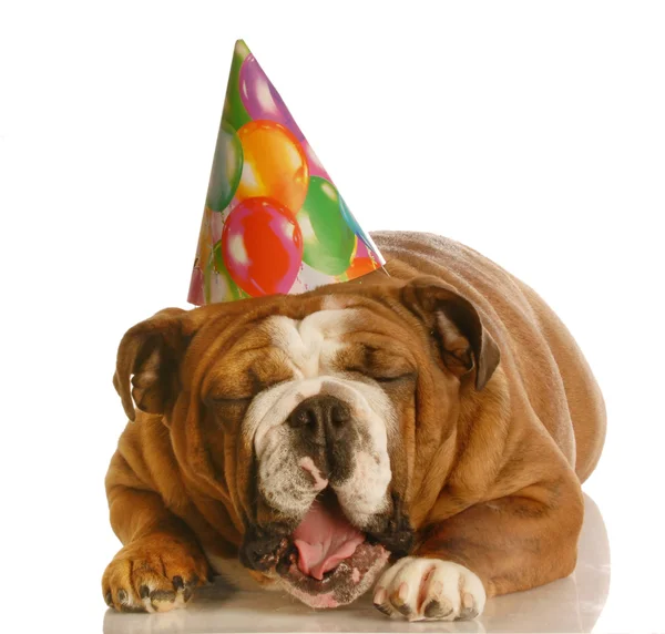 Bulldog inglés vistiendo sombrero de cumpleaños bostezo —  Fotos de Stock