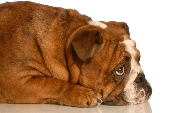 Brindle vermelho Inglês bulldog deitado olhando para cima com expressão adorável — Fotografia de Stock