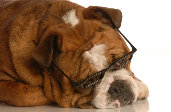 Red brindle english bulldog wearing glasses — Stock Photo, Image