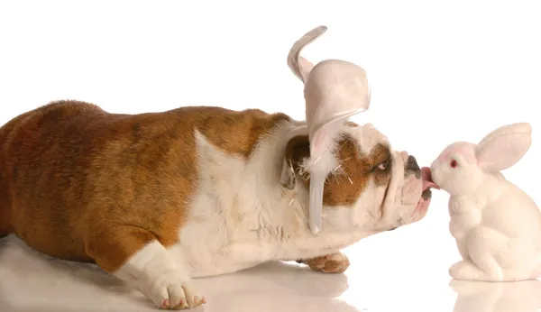 Engels bulldog zoenen de paashaas op witte achtergrond — Stockfoto