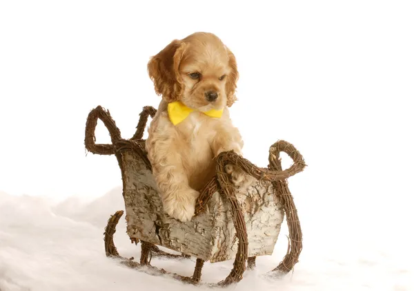 Kokršpaněl štěně s žlutou vázanku sedět v zimě na saních — Stock fotografie