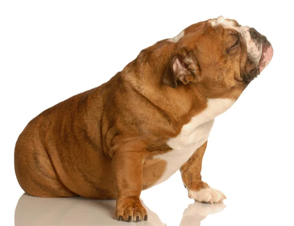 Engels bulldog zittend op de vloer — Stockfoto