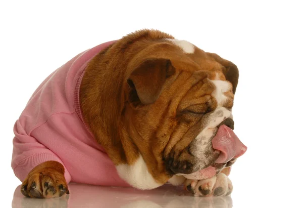 Englische Bulldogge im rosafarbenen Pullover liegend Lippen lecken — Stockfoto