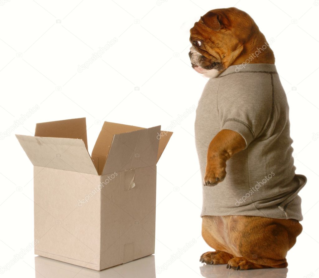 english bulldog standing looking down into cardboard box