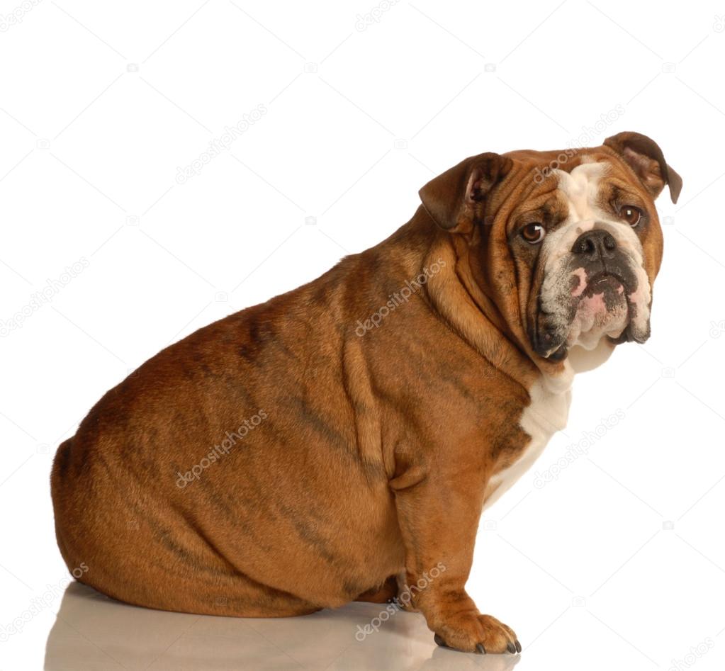 brindle bulldog sitting Stock Photo by 24022575