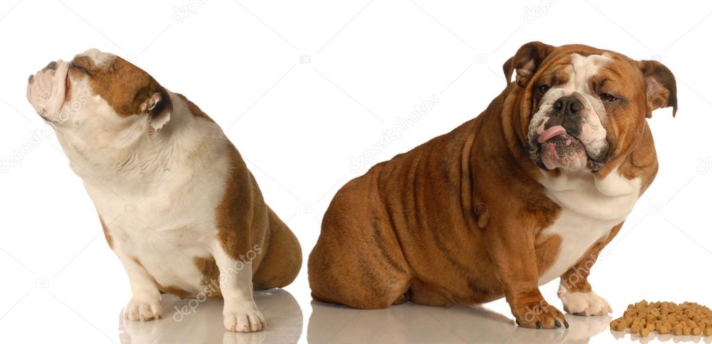 two english bulldogs arguing over dog food