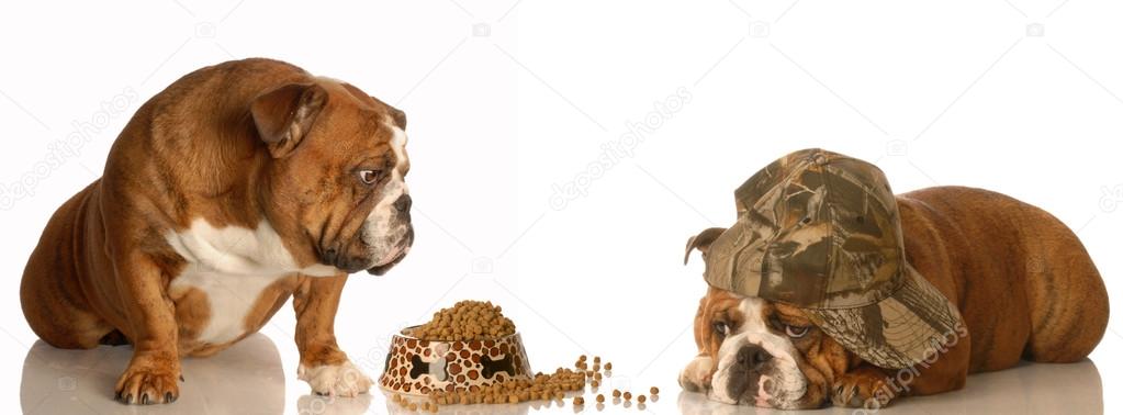 english bulldog looking on as another dog eats