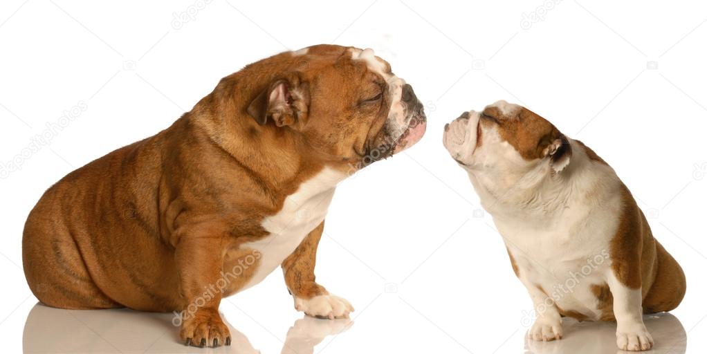 two english bulldog reaching out for affection