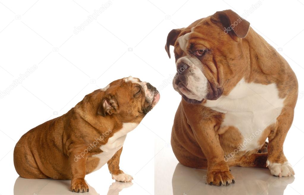 - two english bulldogs reaching out for affection
