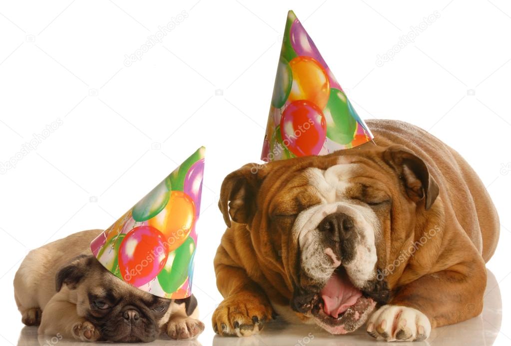 an english bulldog and a pug wearing birthday hats