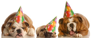 iki İngilizce bulldogs ve hem de doğum şapka giymiş bir
