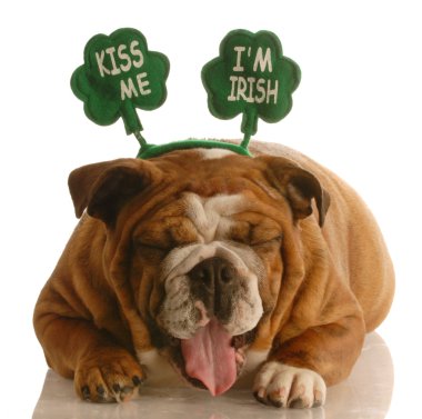St Patricks Günü köpek - giyen bulldog öp beni ım'irlandalı kafa bandı