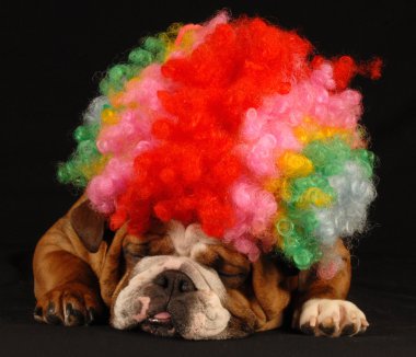 İngilizce Bulldog