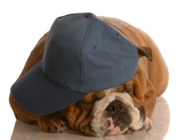 İngilizce Bulldog